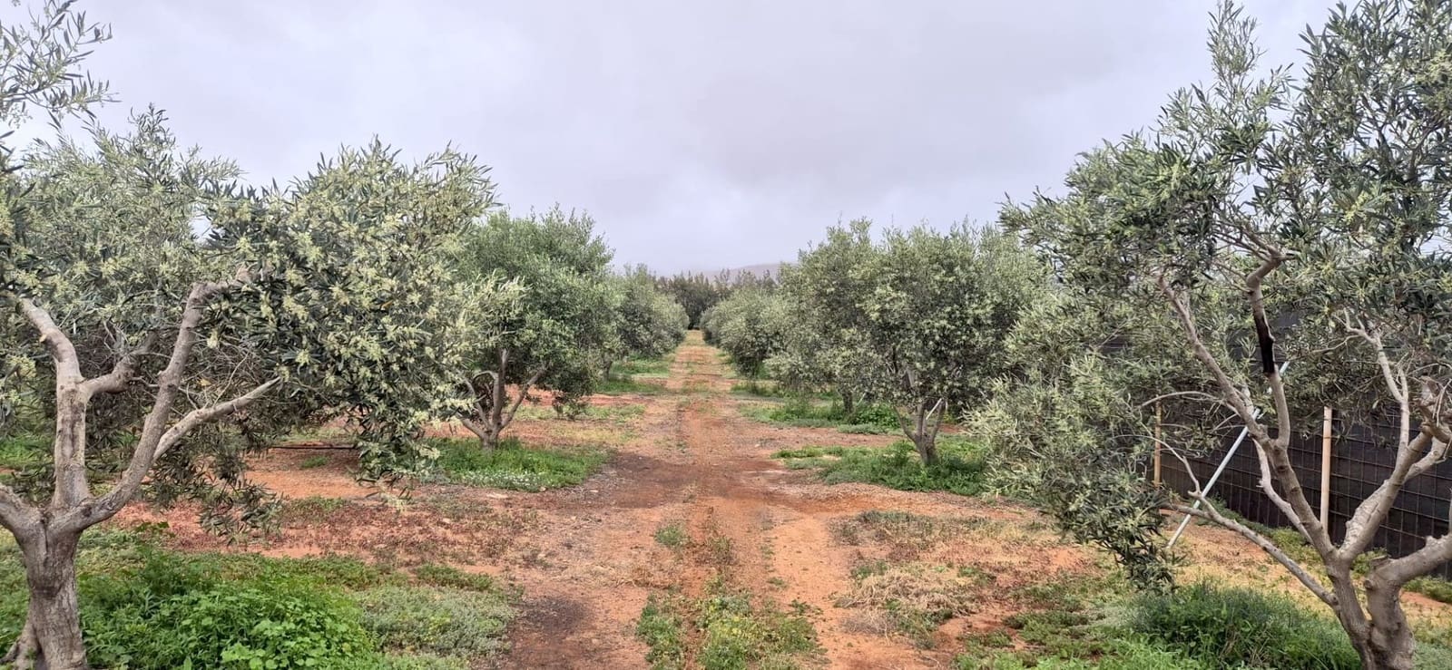 Undeveloped Land for sale in Antigua - € 450,000 (Ref: 9704544)