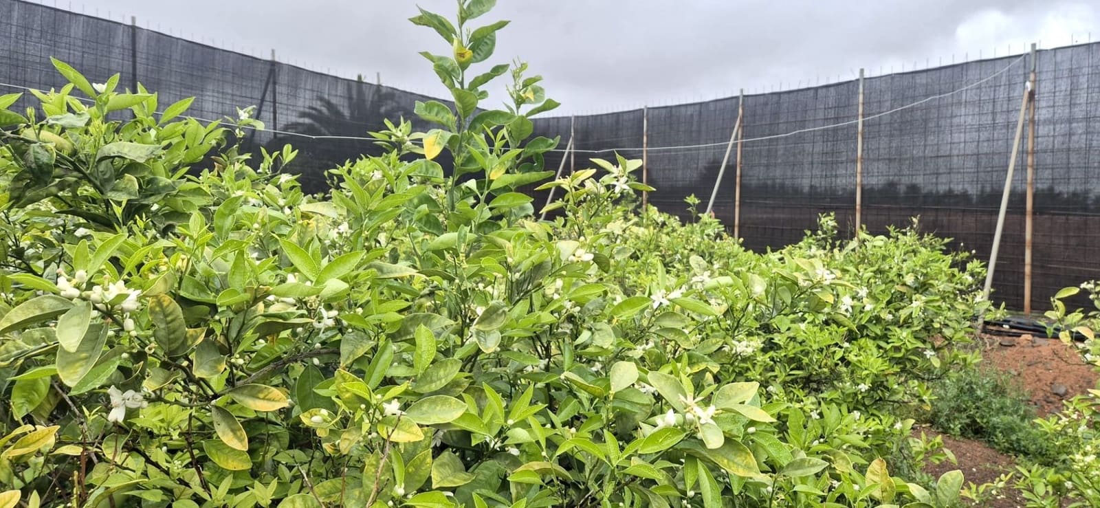 Undeveloped Land for sale in Antigua - € 450,000 (Ref: 9704544)