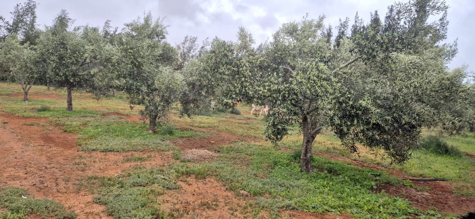 Undeveloped Land for sale in Antigua - € 450,000 (Ref: 9704544)