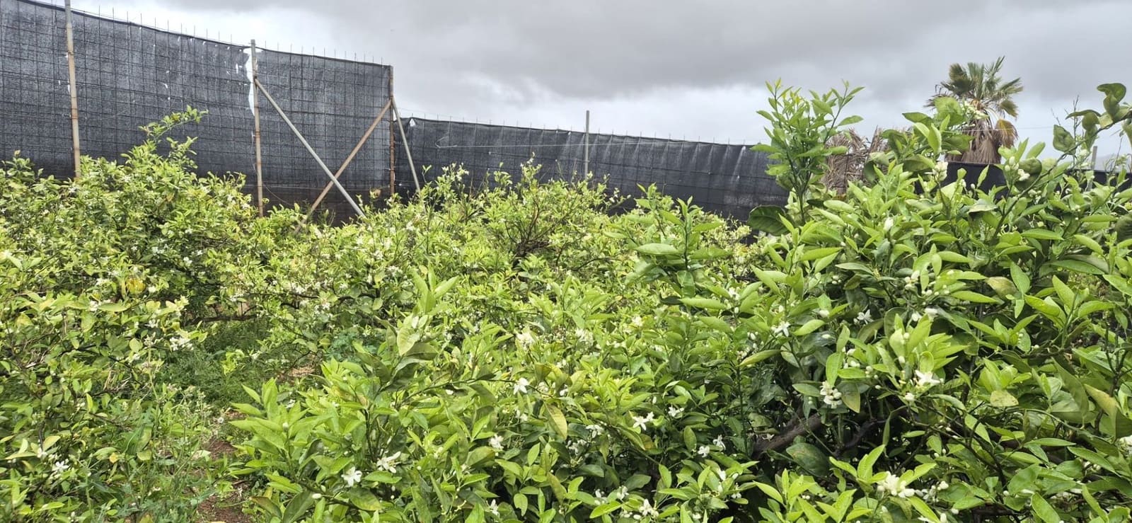 Undeveloped Land for sale in Antigua - € 450,000 (Ref: 9704544)