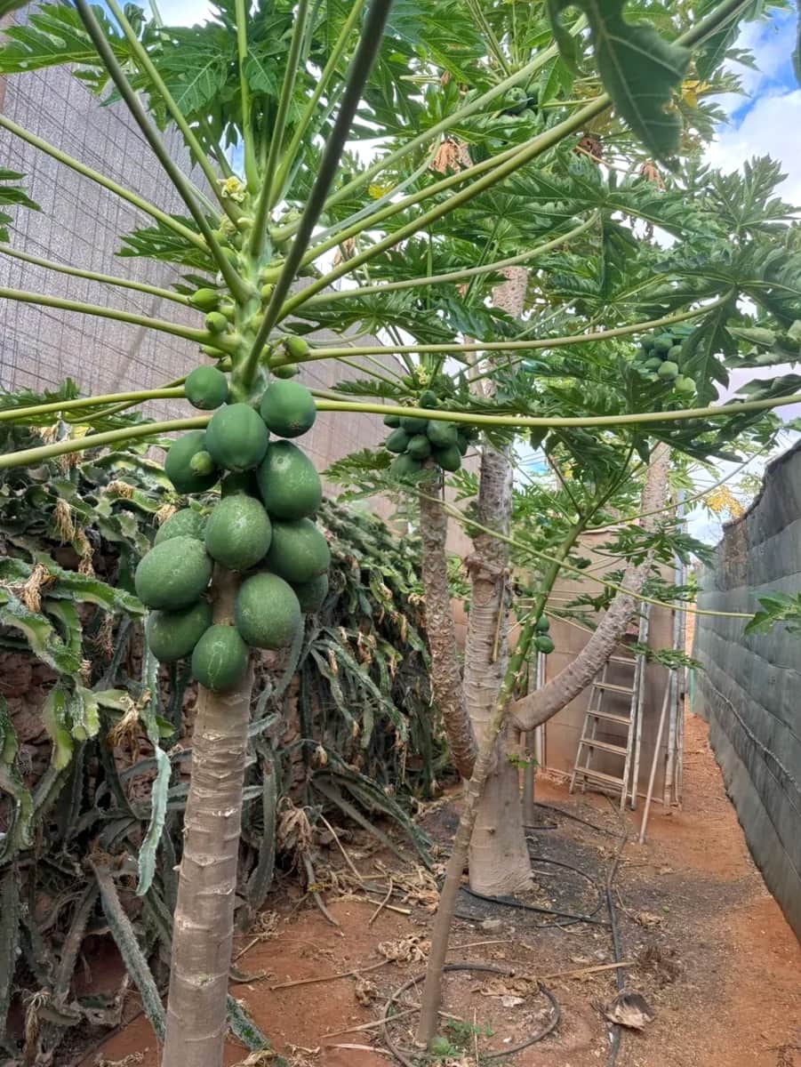 Undeveloped Land for sale in Antigua - € 450,000 (Ref: 9741501)