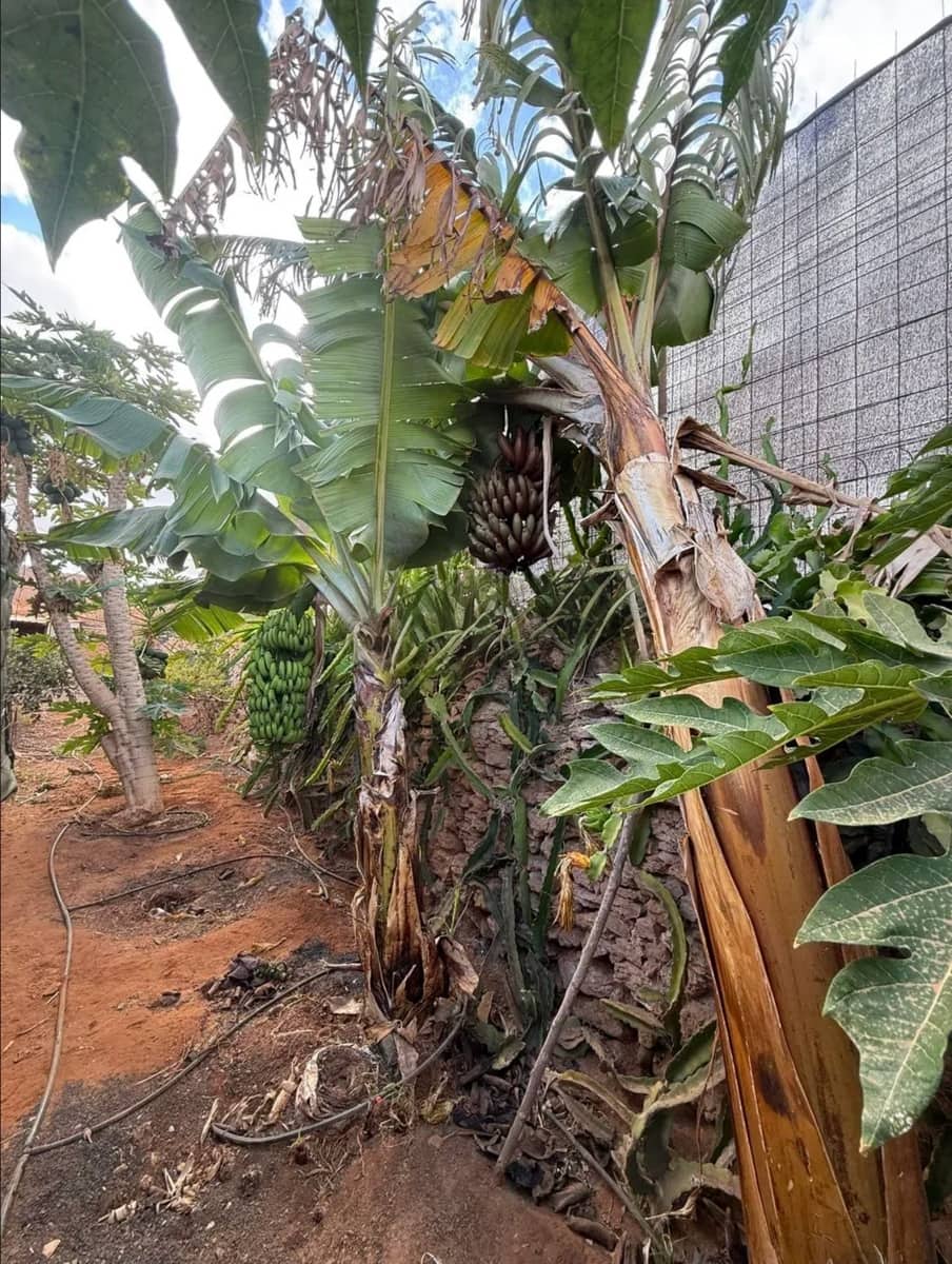 Undeveloped Land for sale in Antigua - € 450,000 (Ref: 9741501)