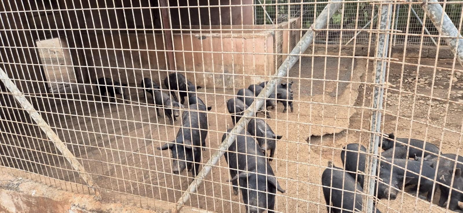 Undeveloped Land for sale in Antigua - € 450,000 (Ref: 9741501)