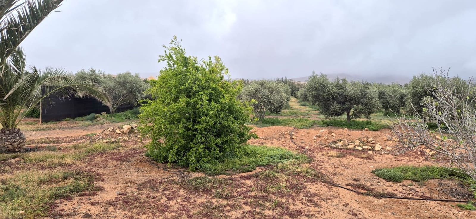 Undeveloped Land for sale in Antigua - € 450,000 (Ref: 9741501)