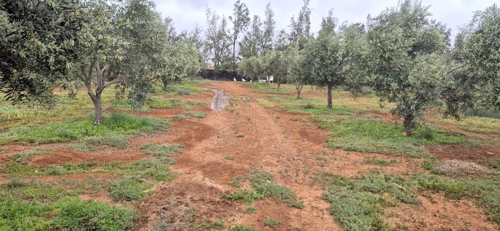 Undeveloped Land for sale in Antigua - € 450,000 (Ref: 9741501)