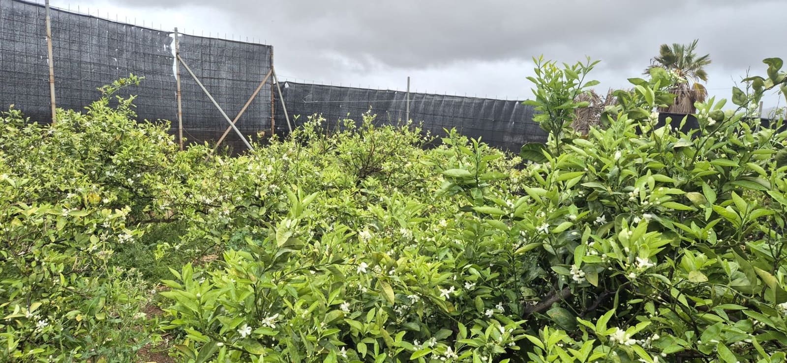 Undeveloped Land for sale in Antigua - € 450,000 (Ref: 9741501)