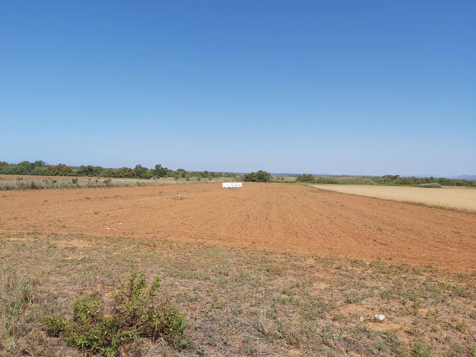 Terre non Aménagée à vendre à Campos - 310 000 € (Ref: 10043066)