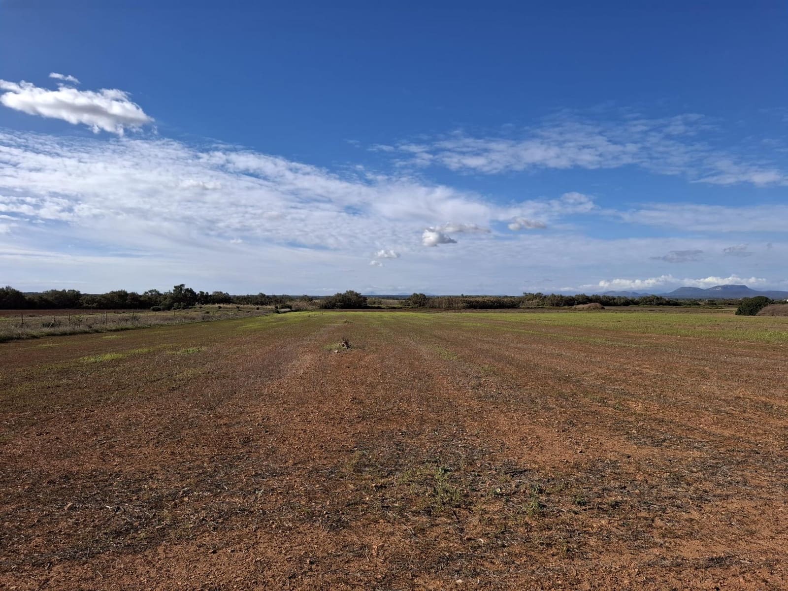 Terre non Aménagée à vendre à Campos - 310 000 € (Ref: 10043066)