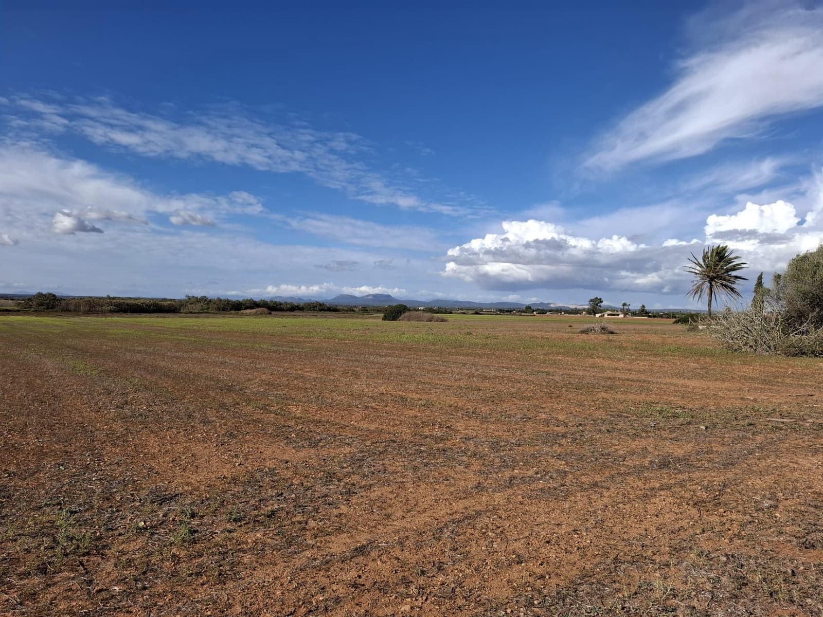 Terre non Aménagée à vendre à Campos - 310 000 € (Ref: 10043066)