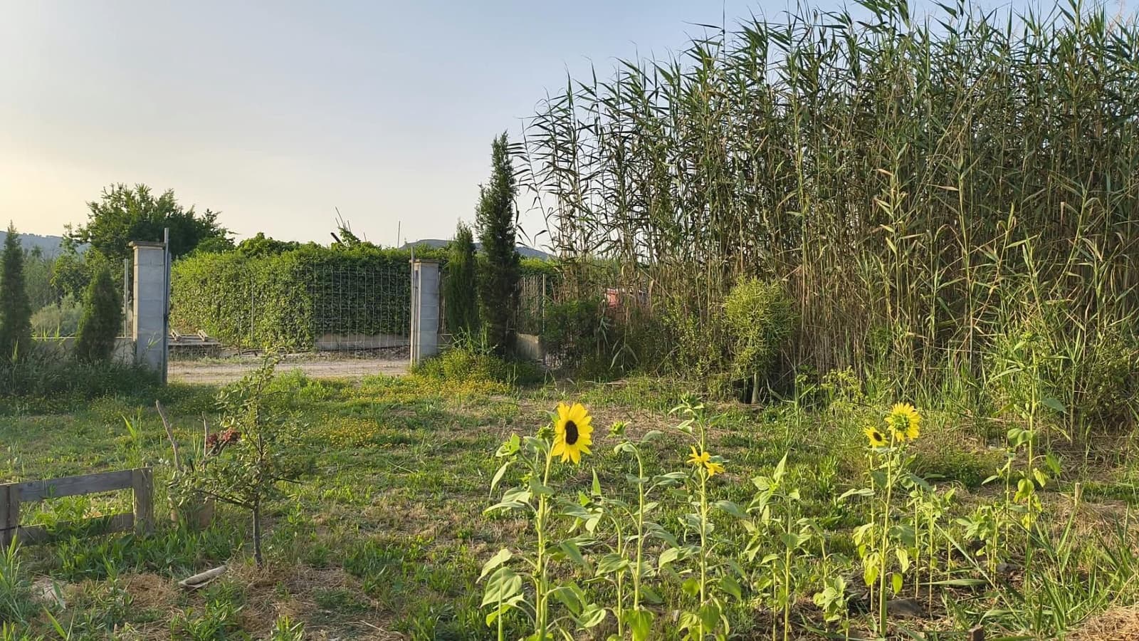 Mark till salu i Sa Pobla - 99 000 € (Ref: 10177205)