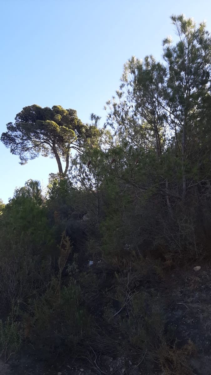 Ubebygd land til salgs i Velez de Benaudalla - € 750 000 (Ref: 9552590)