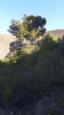 Ubebygd land til salgs i Vélez de Benaudalla - € 750 000 (Ref: 9552590)