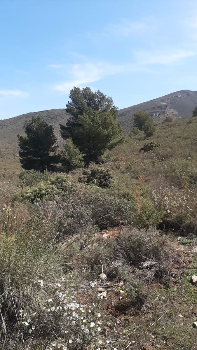 Ubebygd land til salgs i Velez de Benaudalla - € 750 000 (Ref: 9552590)