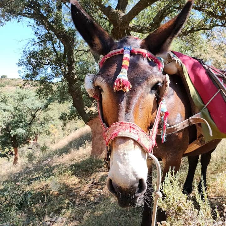 1 soveværelse Byhus til leje i Almogia med swimmingpool garage - € 680 (Ref: 9552487)
