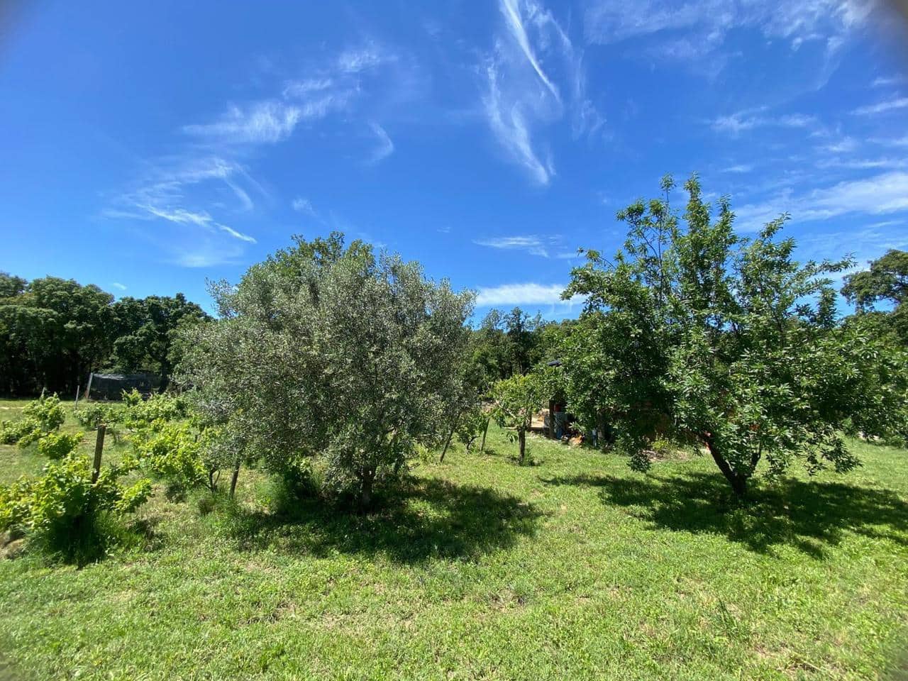 Teren niezagospodarowany na sprzedaż w Capmany - 120 000 € (Ref: 9656987)