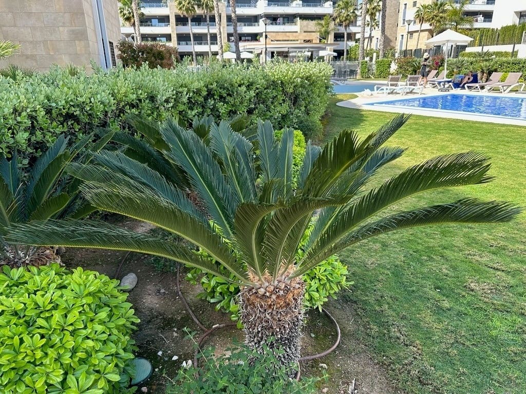 2 makuuhuone Huoneisto myytävänä paikassa Playa Flamenca mukana uima-altaan 
autotalli - 385 000 € (Ref: 9805800)