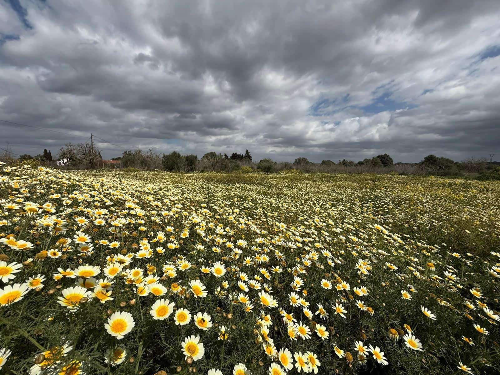 3 bedroom Villa for sale in Campos - € 575,000 (Ref: 9735547)