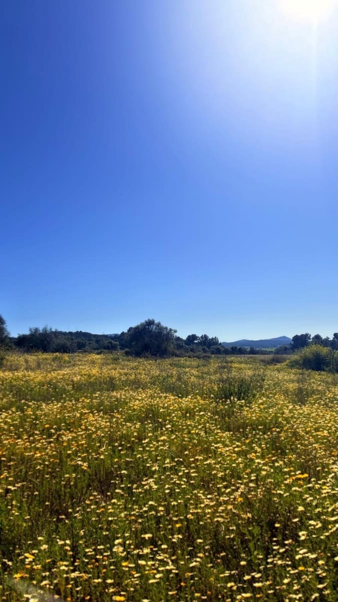 Terrain à Bâtir à vendre à Algaida - 400 000 € (Ref: 9797050)