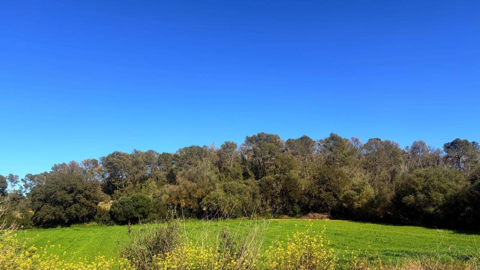 Terrain à Bâtir à vendre à Algaida - 400 000 € (Ref: 9797050)