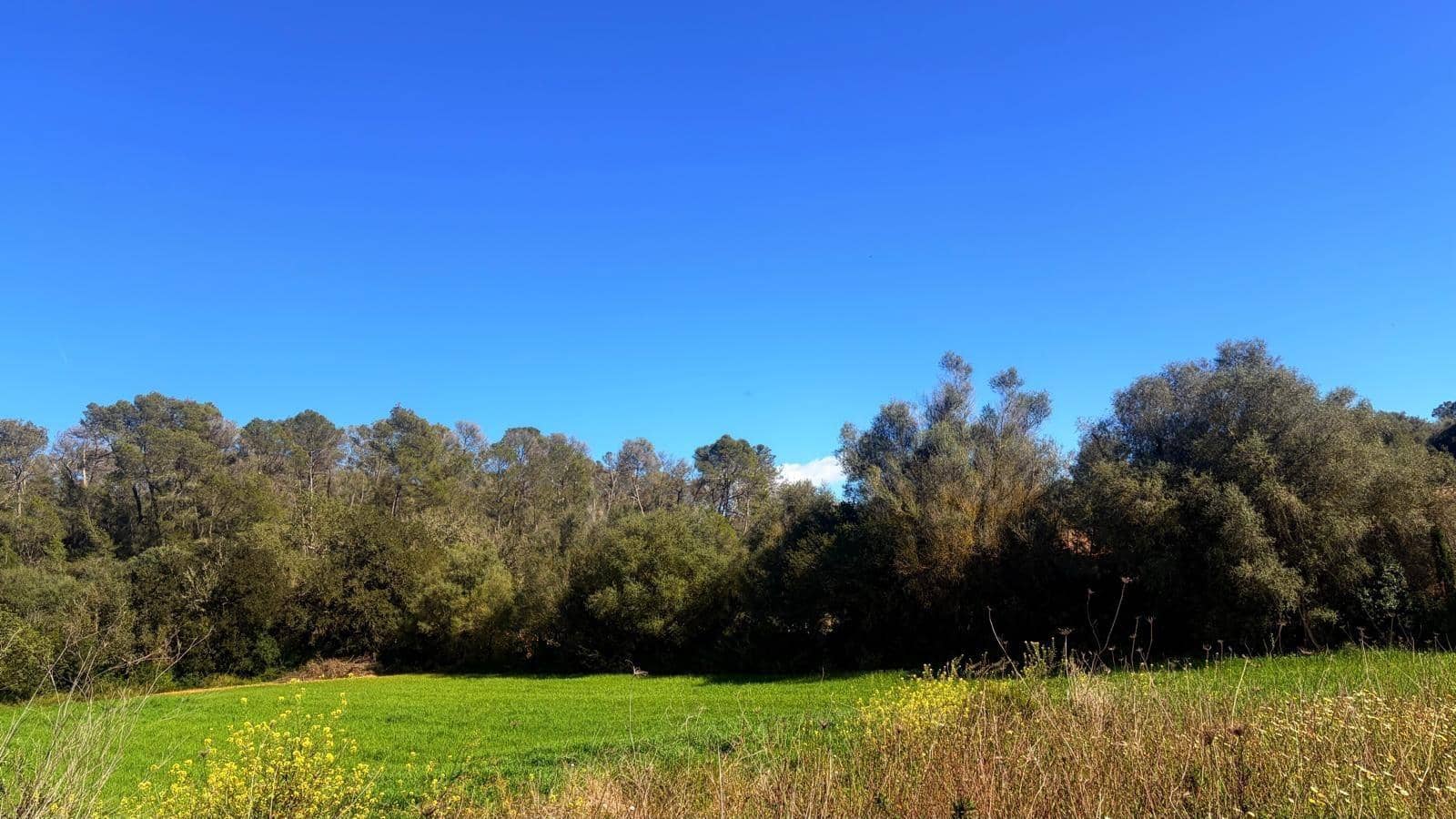 Terrain à Bâtir à vendre à Algaida - 400 000 € (Ref: 9797050)