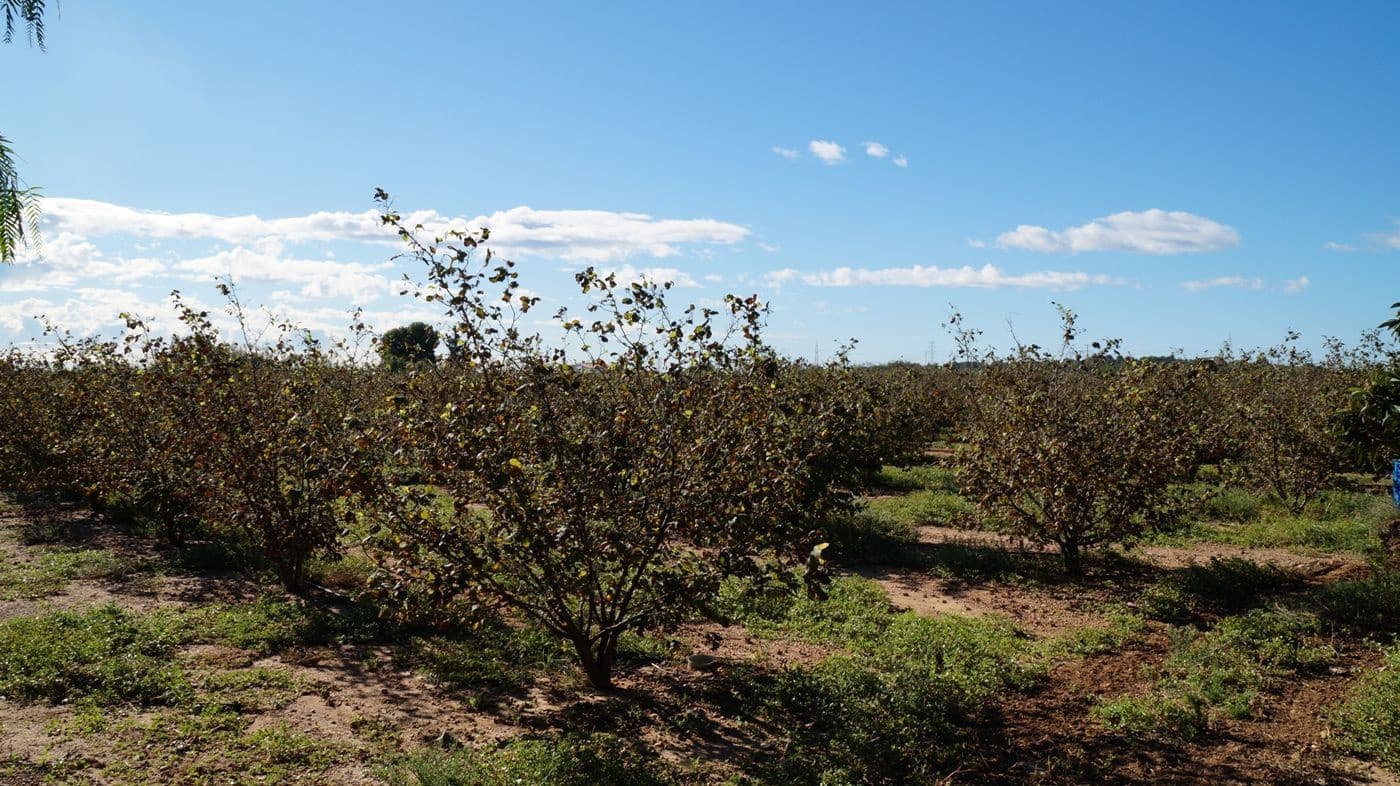 2 chambre Finca/Maison de Campagne à vendre à Constanti - 350 000 € (Ref: 9617921)