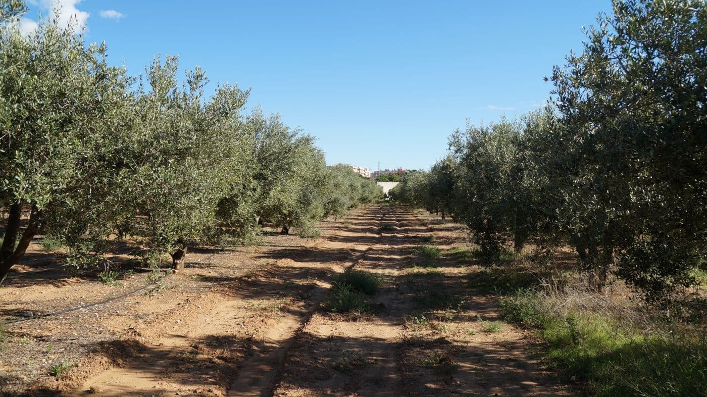 2 chambre Finca/Maison de Campagne à vendre à Constanti - 350 000 € (Ref: 9617921)