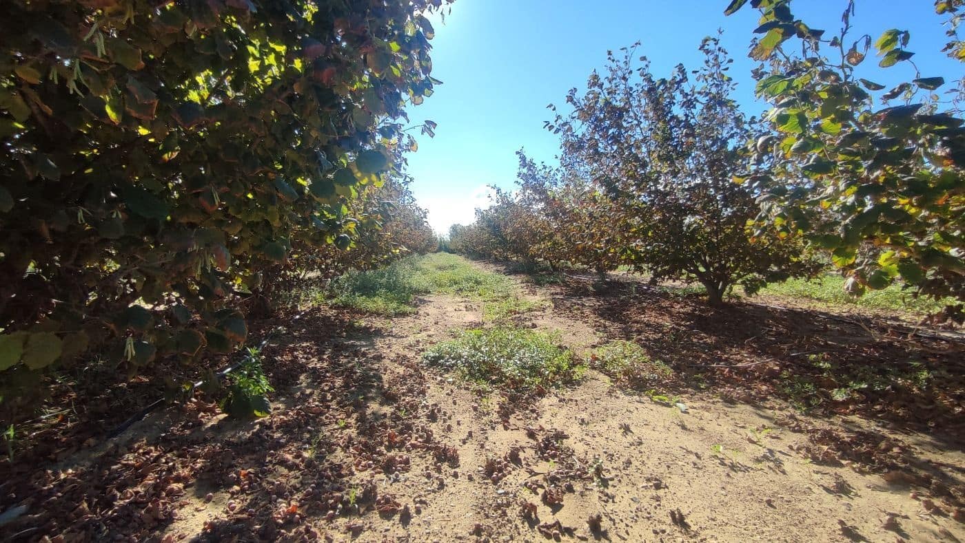 2 chambre Finca/Maison de Campagne à vendre à Constanti - 350 000 € (Ref: 9617921)