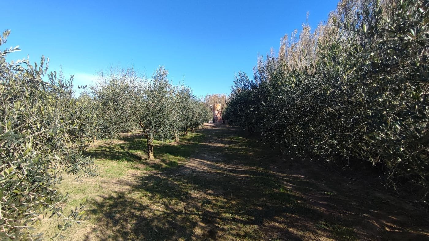 Finca/Maison de Campagne à vendre à Montferri - 55 000 € (Ref: 9617922)