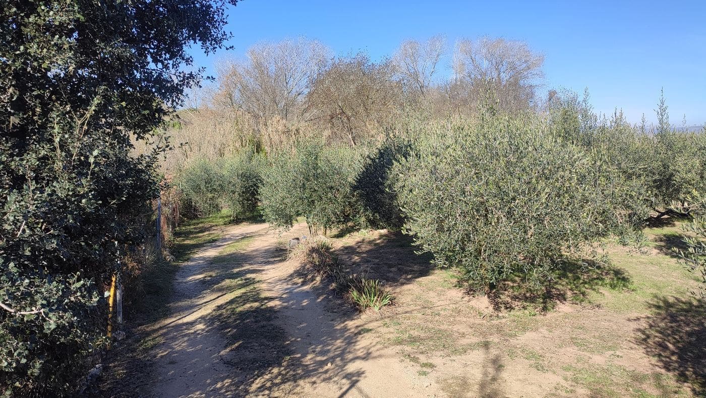 Finca/Maison de Campagne à vendre à Montferri - 55 000 € (Ref: 9617922)