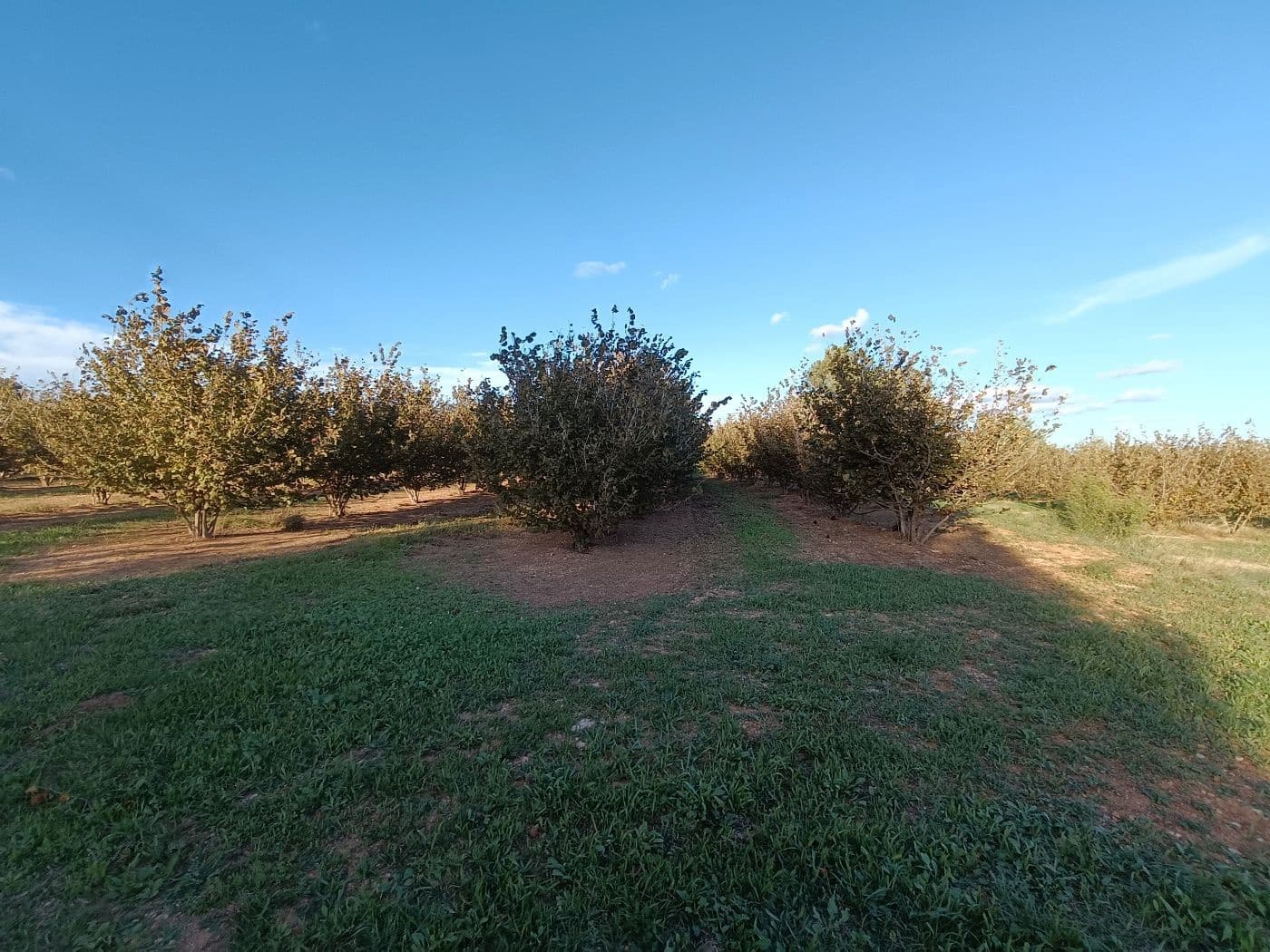 Grond te koop in Alcover - € 150.000 (Ref: 9617923)