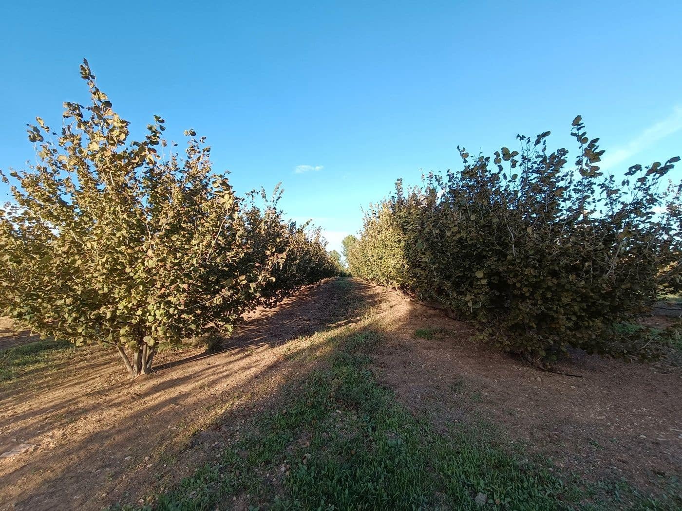 Grond te koop in Alcover - € 150.000 (Ref: 9617923)