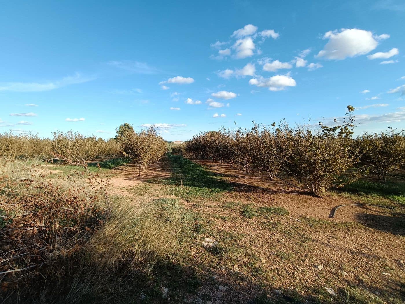 Grond te koop in Alcover - € 150.000 (Ref: 9617923)