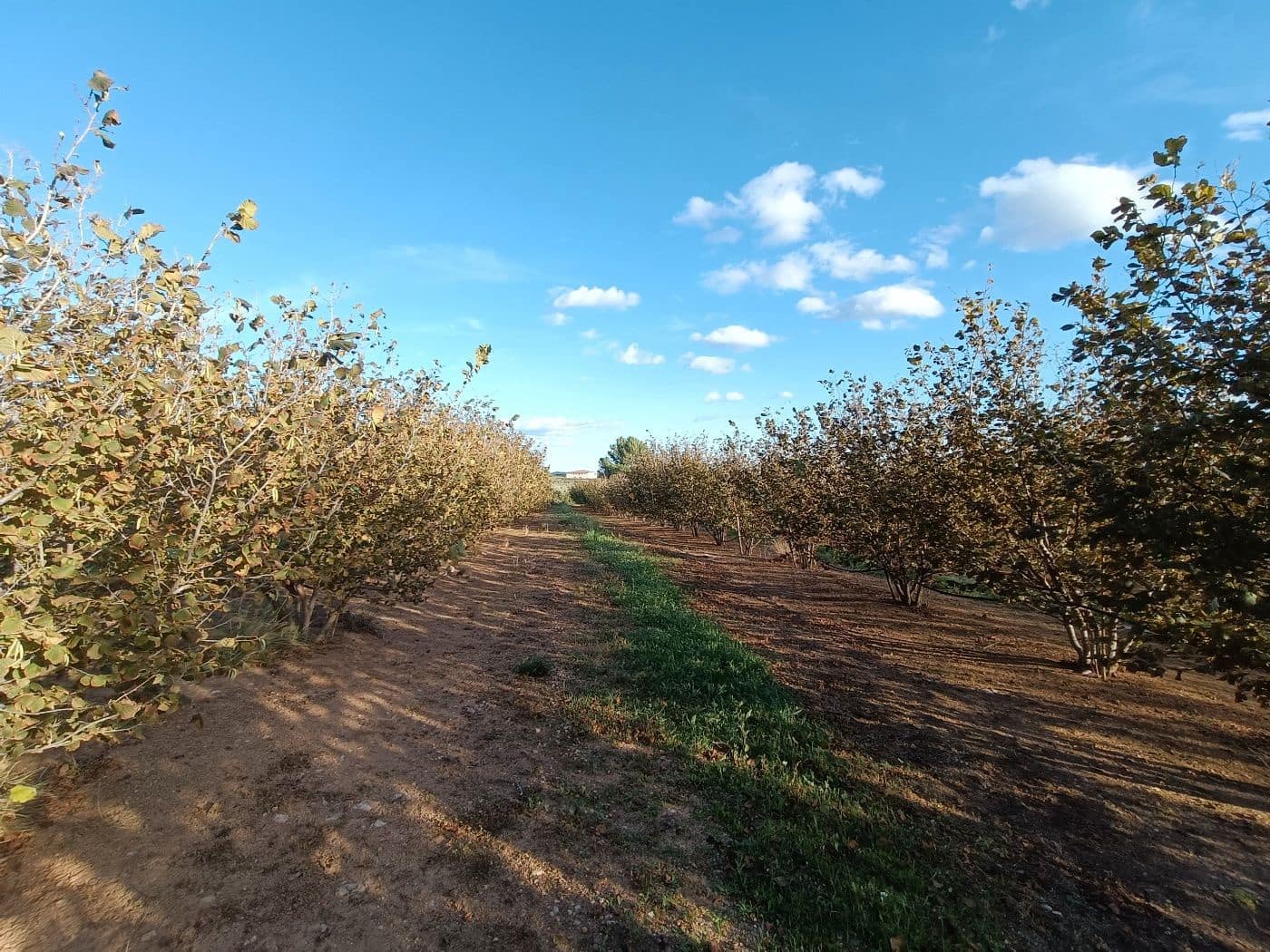 Grond te koop in Alcover - € 150.000 (Ref: 9617923)