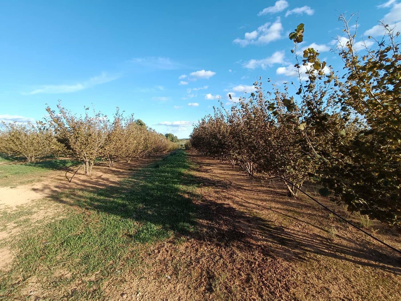 Grond te koop in Alcover - € 150.000 (Ref: 9617923)