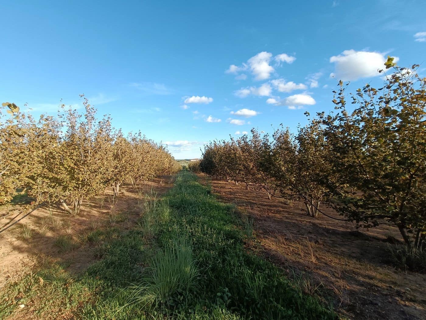 Grond te koop in Alcover - € 150.000 (Ref: 9617923)