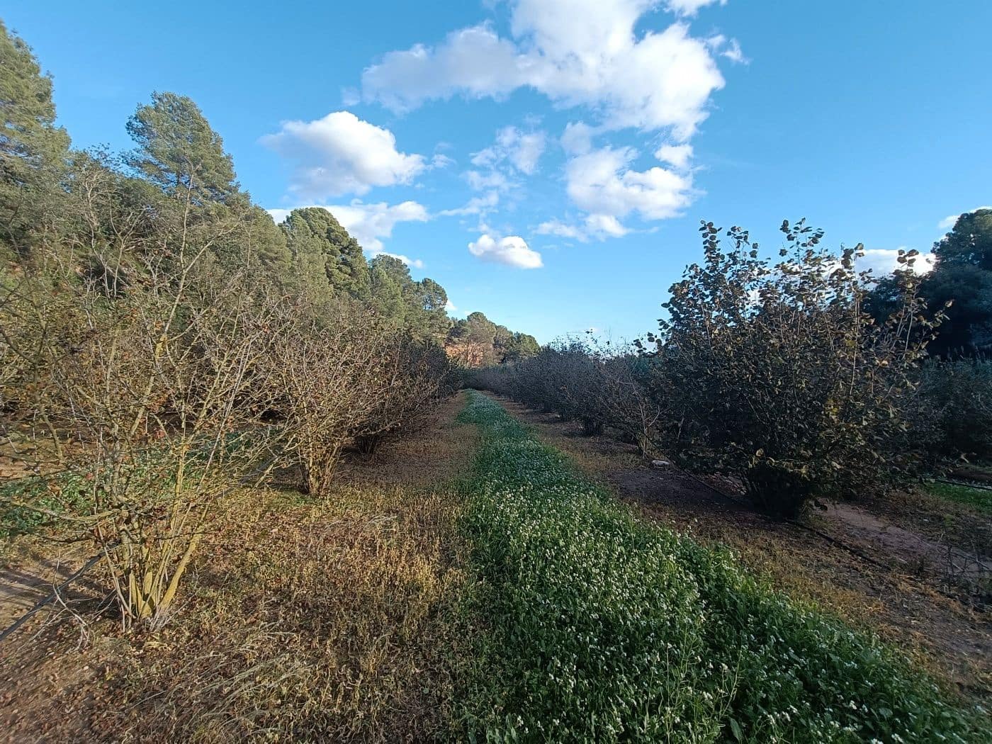 Grond te koop in Alcover - € 150.000 (Ref: 9617923)