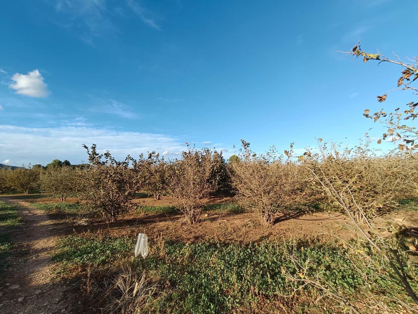 Grond te koop in Alcover - € 150.000 (Ref: 9617923)