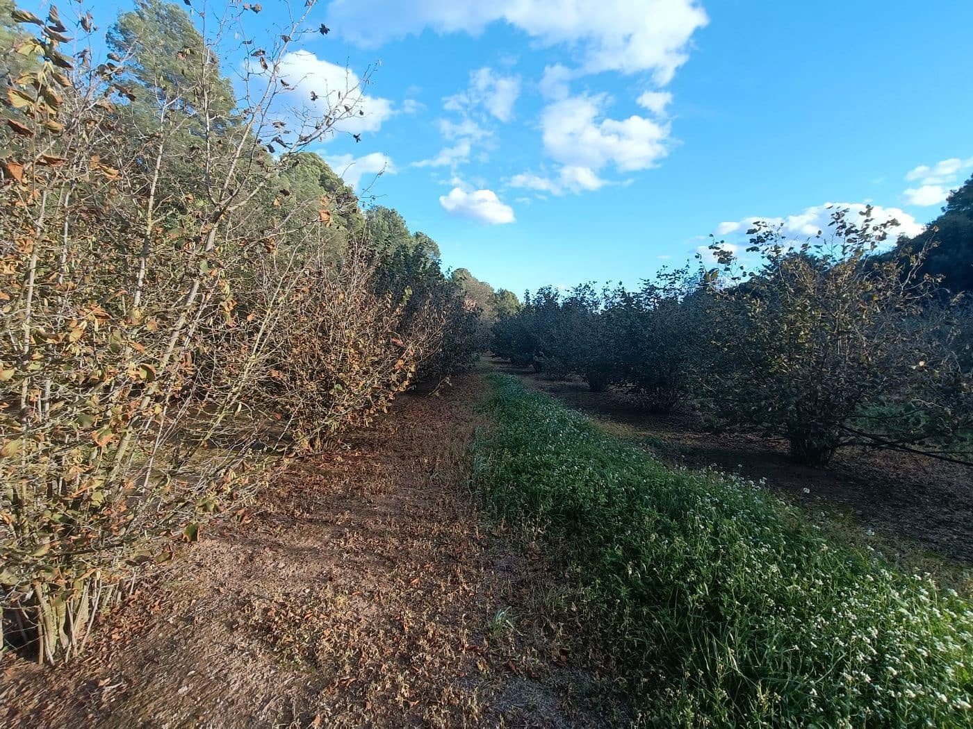 Grond te koop in Alcover - € 150.000 (Ref: 9617923)