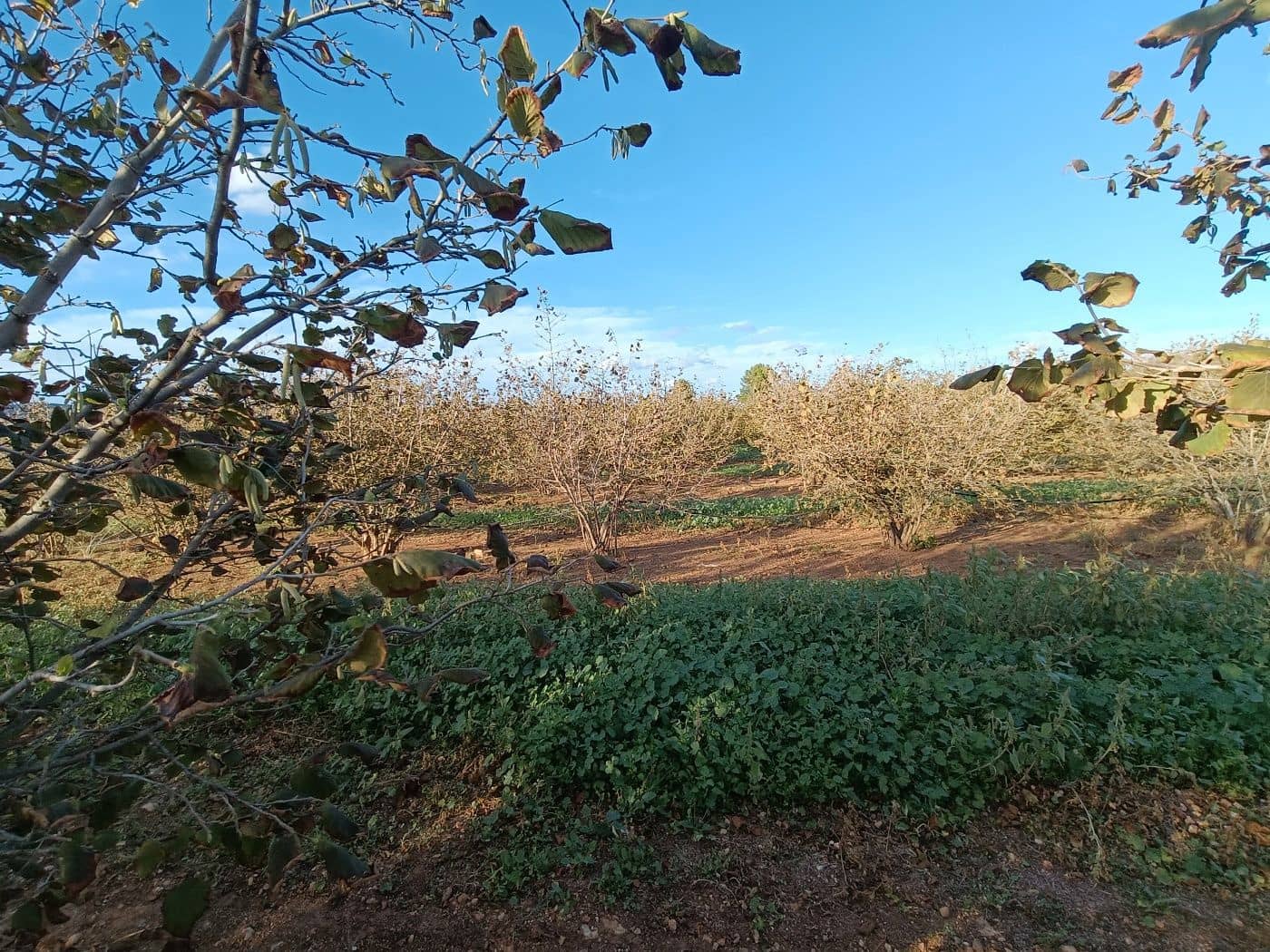 Grond te koop in Alcover - € 150.000 (Ref: 9617923)