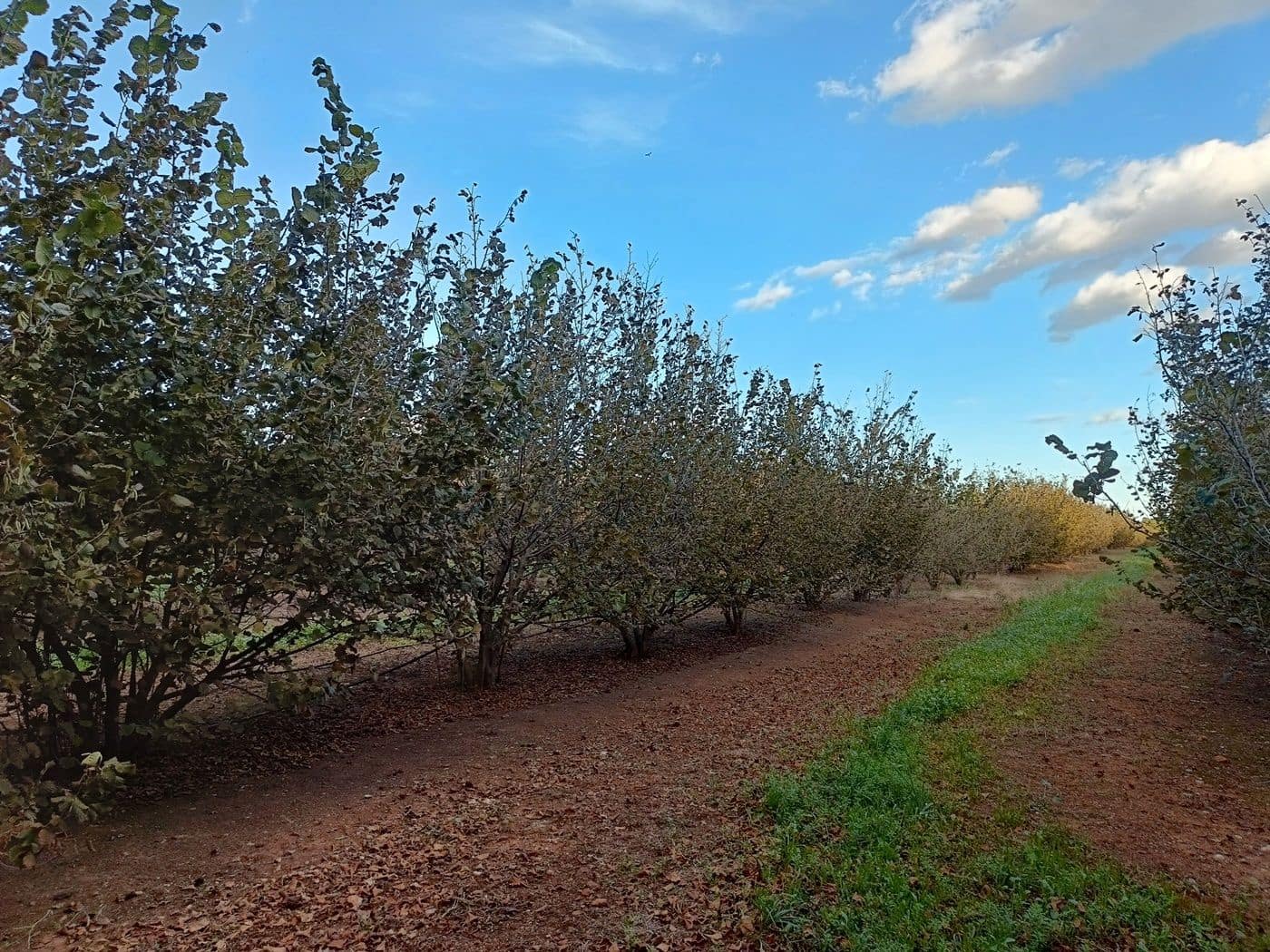 Grond te koop in Alcover - € 150.000 (Ref: 9617923)