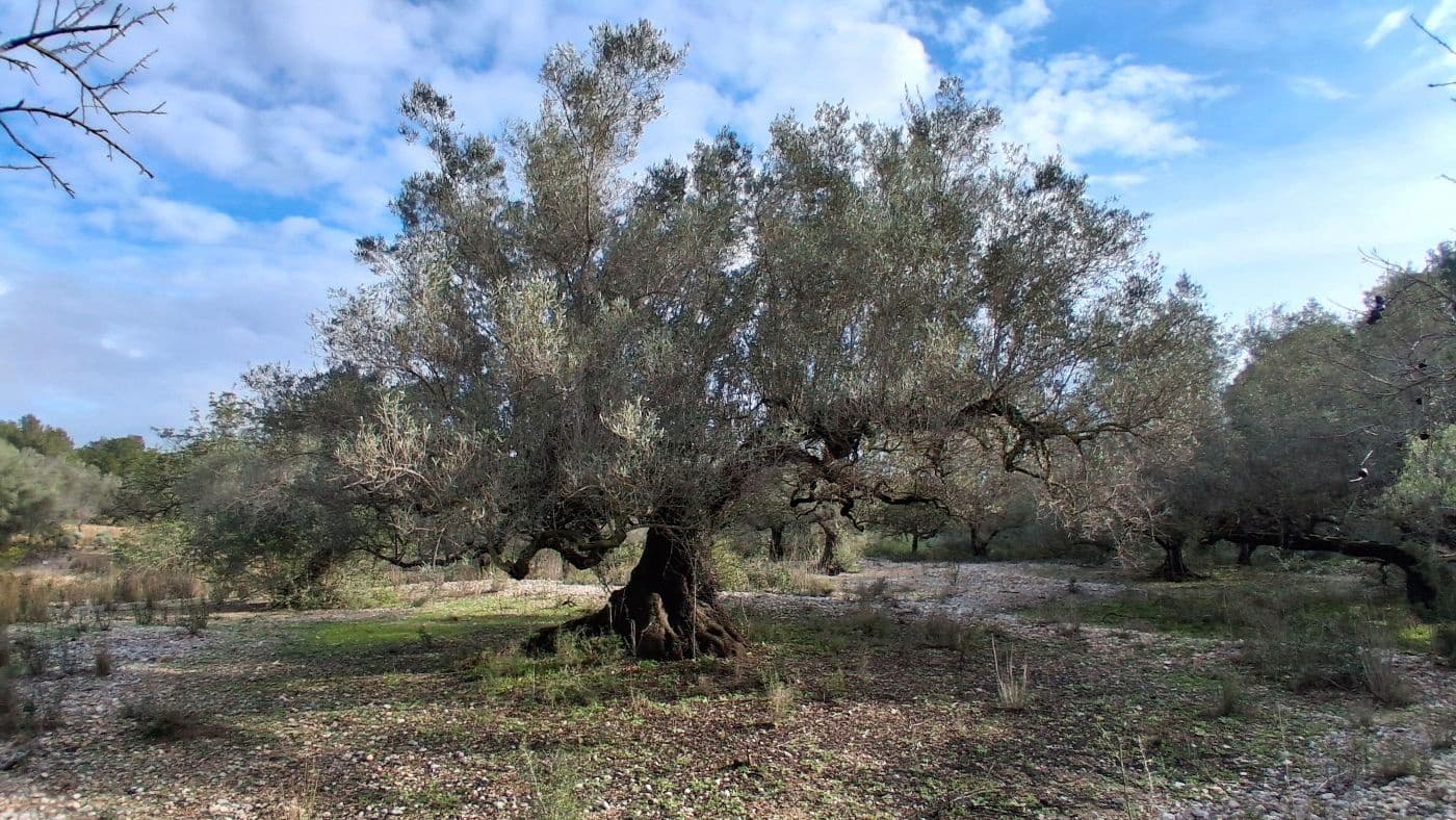 1 bedroom Finca/Country House for sale in L'Ampolla - € 170,000 (Ref: 9617934)