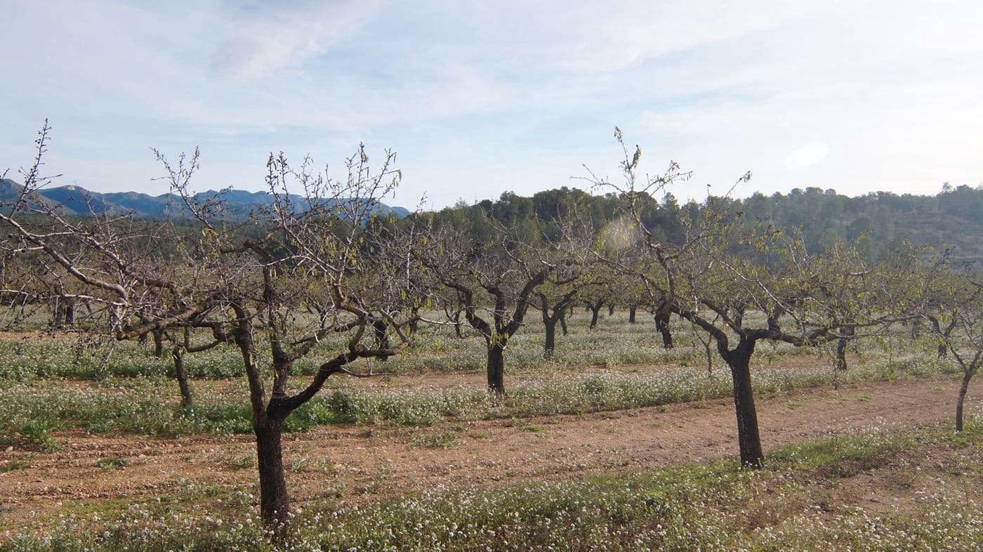 Finka/Dom wiejski na sprzedaż w Rasquera - 35 000 € (Ref: 9617938)