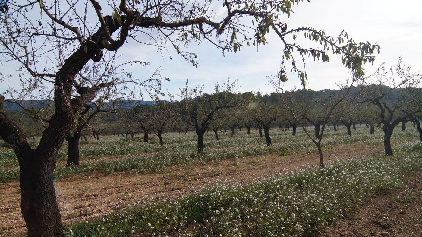 Finka/Dom wiejski na sprzedaż w Rasquera - 35 000 € (Ref: 9617938)