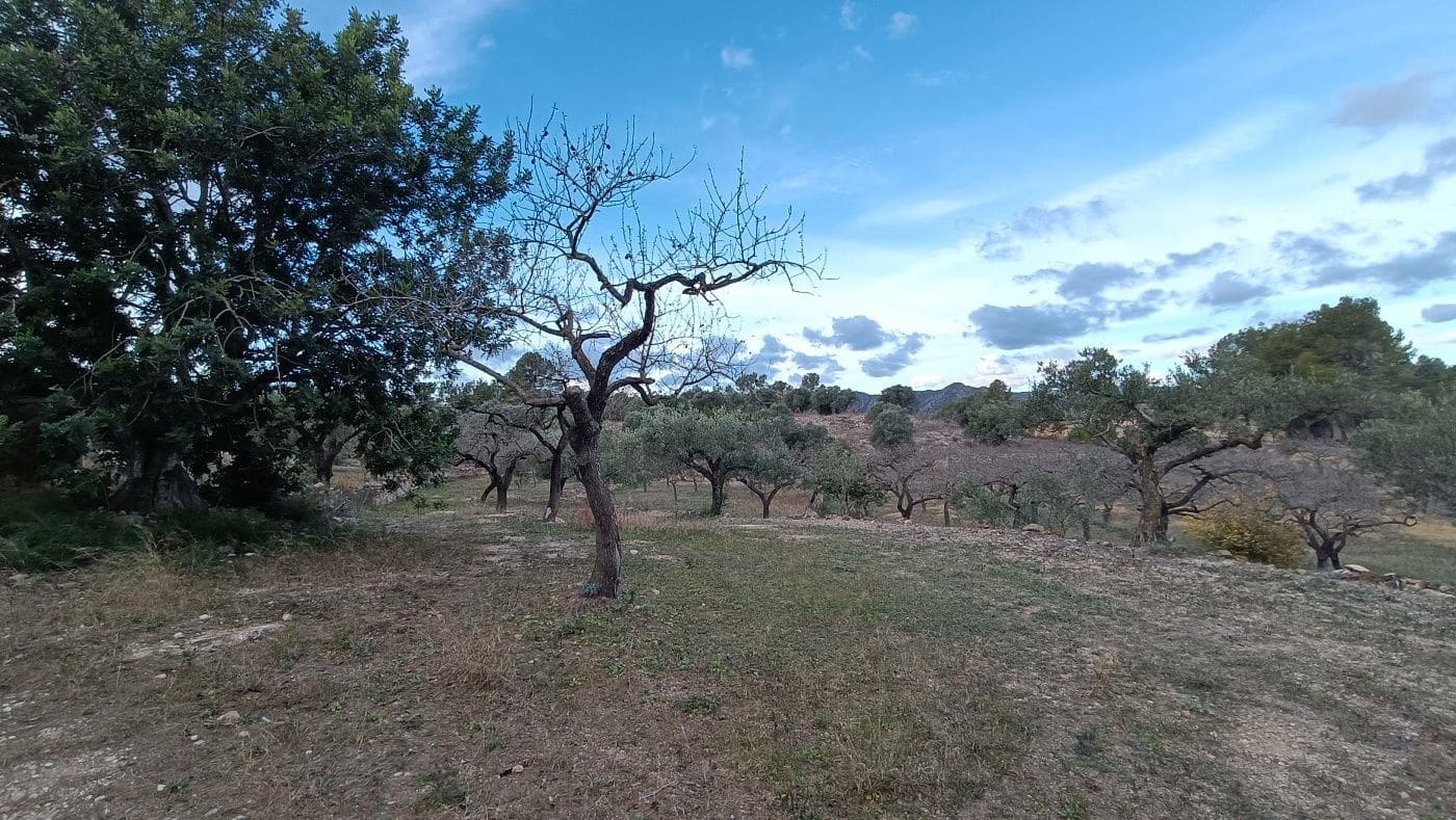 Mark till salu i Rasquera - 20 000 € (Ref: 9617941)