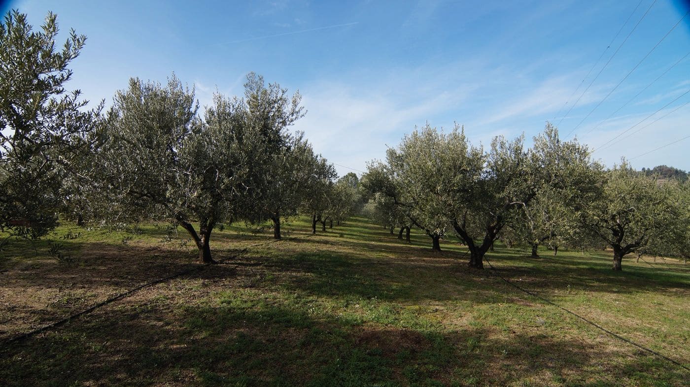 Finca/Hus på landet till salu i Falset - 140 000 € (Ref: 9617956)