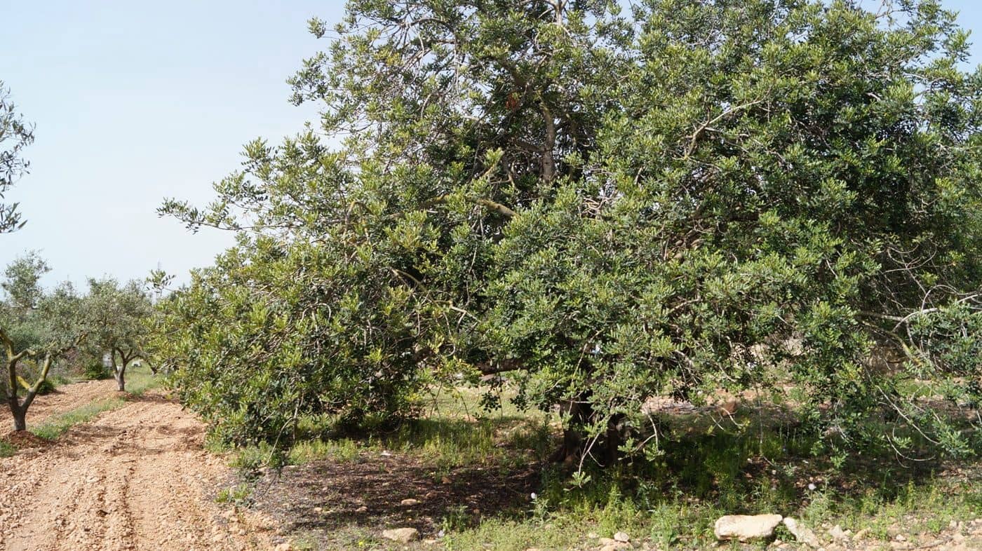 Undeveloped Land for sale in Torredembarra - € 75,000 (Ref: 9617959)