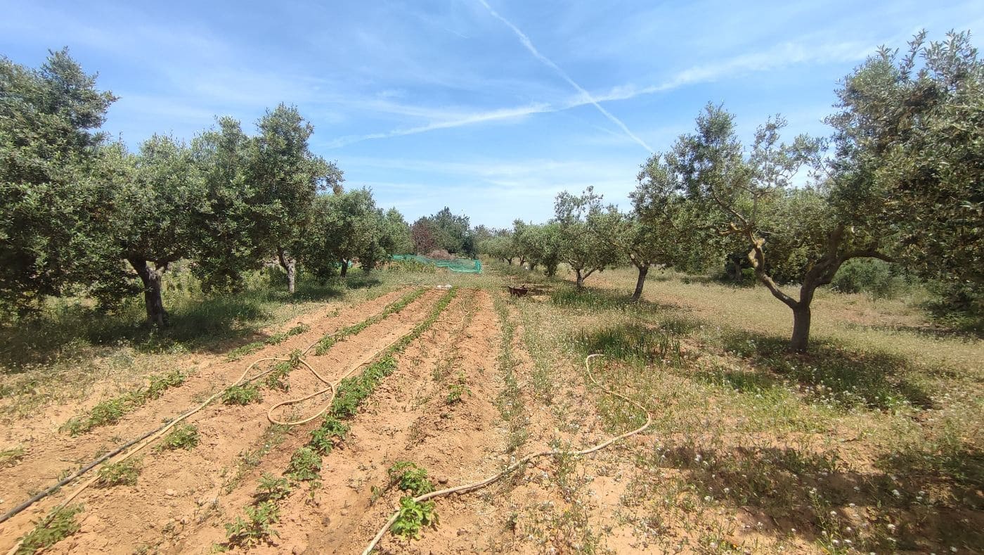 Undeveloped Land for sale in Torredembarra - € 75,000 (Ref: 9617959)