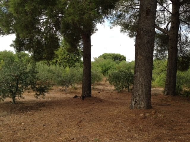 5 chambre Finca/Maison de Campagne à vendre à Valls avec garage - 195 000 € (Ref: 9617961)