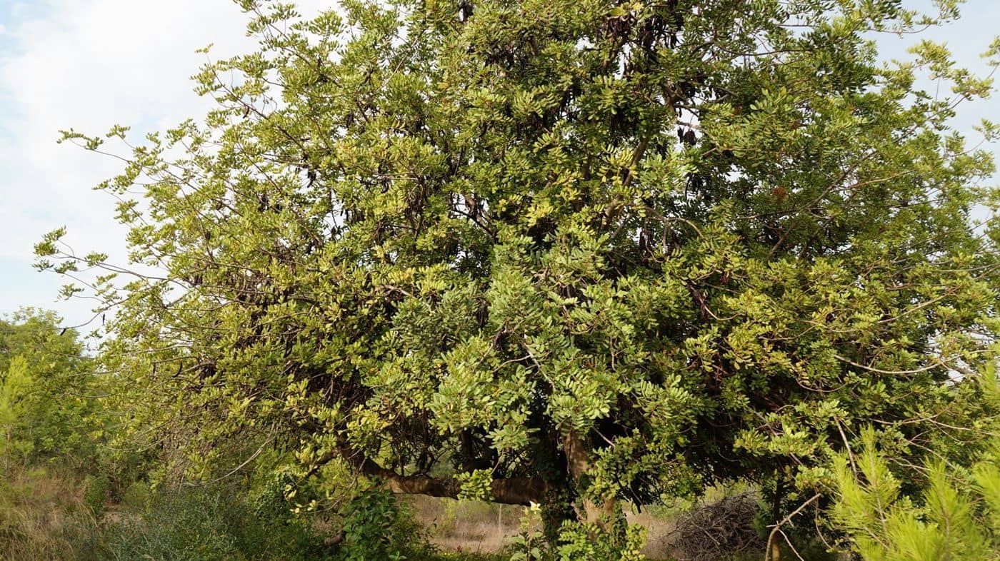 5 chambre Finca/Maison de Campagne à vendre à Valls avec garage - 195 000 € (Ref: 9617961)