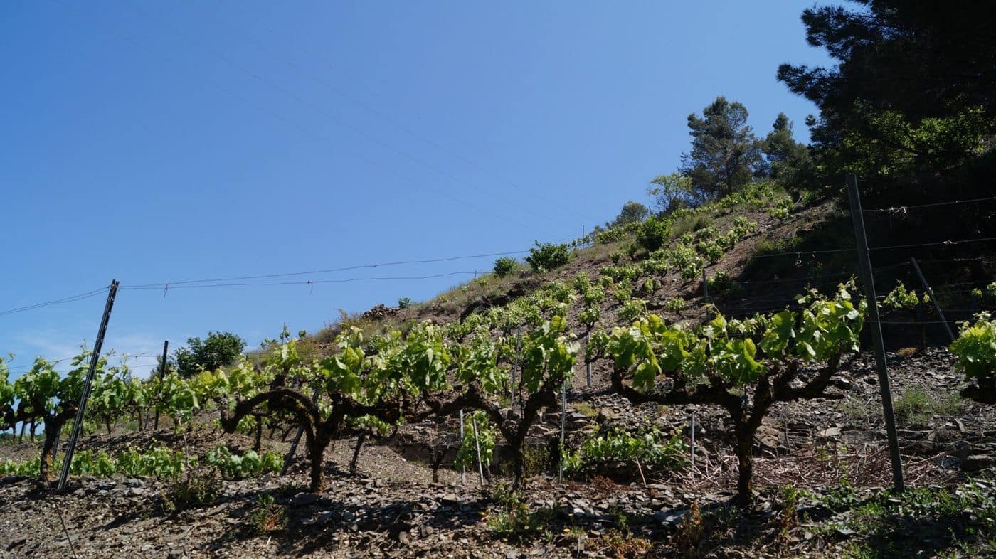 Finca/Hus på landet till salu i Gratallops - 320 000 € (Ref: 9617973)